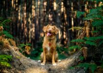 Expert Tips for Pet Care in the Comfort of Your Home Expert Tips for Pet Care in the Comfort of Your Home