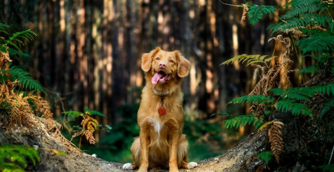 Photo Dog sitting