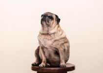 Bringing Home Comfort: Pet Care Tips for Your Household Bringing Home Comfort: Pet Care Tips for Your Household