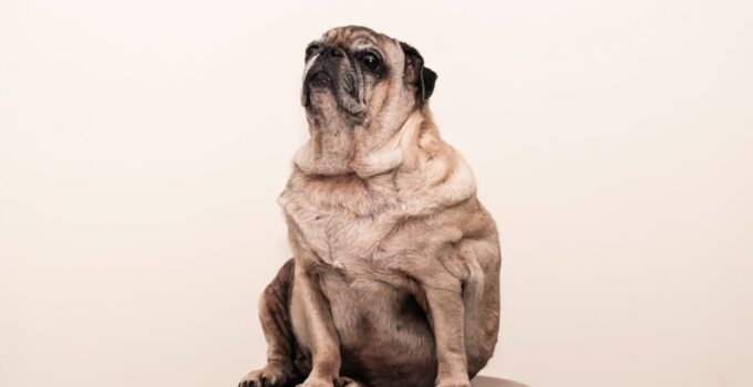 Photo Dog sitting