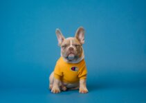 Expert Pet Care in Jackson, TN: Keeping Your Furry Friends Happy and Healthy