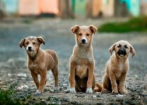 Pet Care Jobs: Opportunities for 14-Year-Olds Pet Care Jobs: Opportunities for 14-Year-Olds