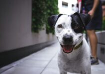 Pet Care Jobs: Opportunities for 16 Year Olds Pet Care Jobs: Opportunities for 16 Year Olds