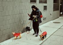 Pet Care: Understanding the Responsibilities