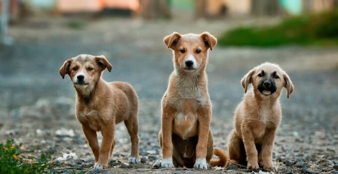 Photo Image: Pet Care Nouns: Pet, Care, Kit