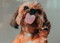 Purrfect Pet Care: Tips for Keeping Your Furry Friend Healthy and Happy with Pet Care Logo. Purrfect Pet Care: Tips for Keeping Your Furry Friend Healthy and Happy with Pet Care Logo.