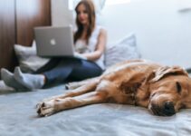 Emergency Pet Care Authorization: Be Prepared!