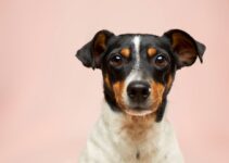Expert Pet Care from Pet Care LLC: Your Furry Friends Deserve the Best
