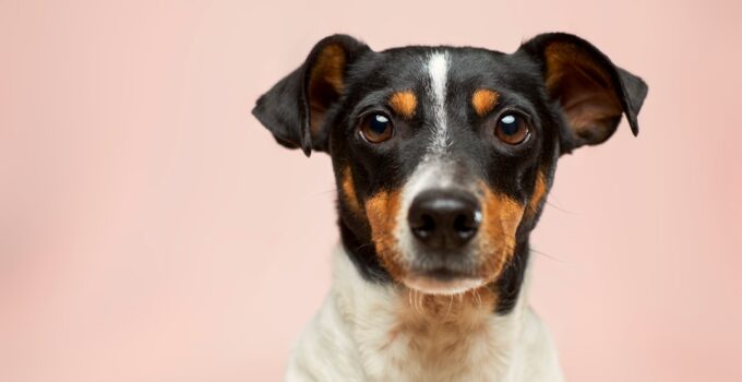 Photo Dog grooming