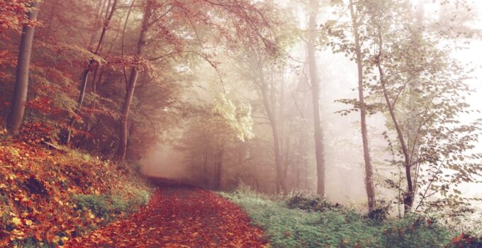 Photo Nouns: Morning routine, exercise, coffee, meditation, journaling, breakfast, nature, sunlight Image: Sunrise walk