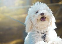 Top Tips for Pet Care in LA: Keeping Your Furry Friends Happy and Healthy Top Tips for Pet Care in LA: Keeping Your Furry Friends Happy and Healthy