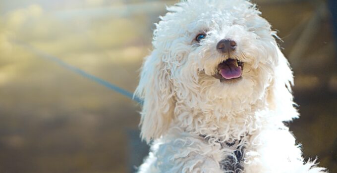 Photo Dog grooming