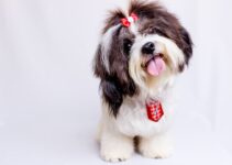 Pet Care on the Go: Discover the Convenience of Mobile Services