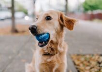 Thriving Pet Care Market: Trends, Challenges, and Opportunities Thriving Pet Care Market: Trends, Challenges, and Opportunities