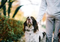 “Pet Training Techniques: Positive Reinforcement Tips!”