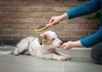 “Pet Grooming Essentials: Tools You Need at Home!” “Pet Grooming Essentials: Tools You Need at Home!”