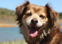 “Secrets to a Happy Pet: Expert Tips You Need to Know!” “Secrets to a Happy Pet: Expert Tips You Need to Know!”