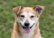 “Pet Mental Health: Signs of a Happy and Healthy Pet!” “Pet Mental Health: Signs of a Happy and Healthy Pet!”