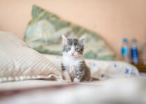“Cat Care 101: Everything You Need to Know!”