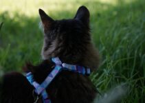 “Protect Your Pet: Essential Safety Tips Revealed!”