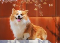 “DIY Pet Grooming: Tips to Keep Your Pet Looking Great!” “DIY Pet Grooming: Tips to Keep Your Pet Looking Great!”