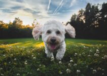 “The Benefits of Owning a Pet: How Pets Improve Your Life!”