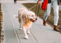 “Pet Ownership Responsibilities: What Every Owner Should Know!” “Pet Ownership Responsibilities: What Every Owner Should Know!”