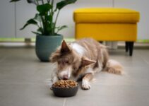 “How to Choose the Right Pet Food: Vet-Approved Advice!”