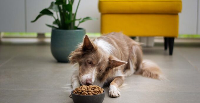 Photo Pet food