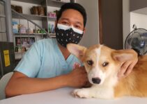 “Emergency Pet Care: What to Do in Critical Situations!” “Emergency Pet Care: What to Do in Critical Situations!”