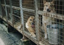 “Pet Adoption: How to Choose the Perfect Rescue Pet!”