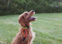 “Puppy Training Made Easy: Start Your Journey Now!”