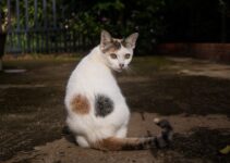 “Cat Behavior Decoded: Understand Your Feline Friend!”