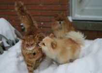 “Pet Health Myths: Debunking Common Misconceptions!”