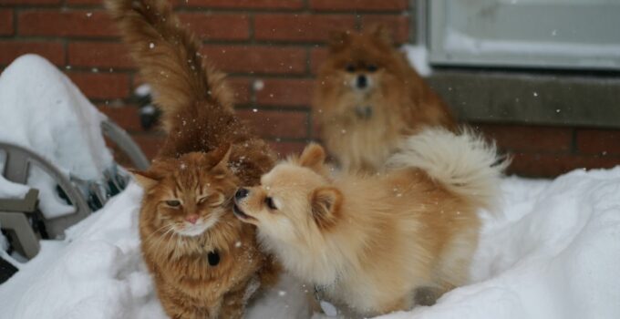 Photo Dog, Cat