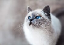 “Traveling with Pets: Essential Tips for a Smooth Journey!”