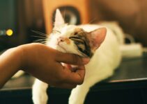 “How to Introduce Pets: Ensure Harmony in Your Household!” “How to Introduce Pets: Ensure Harmony in Your Household!”