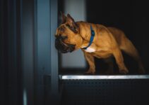 “Senior Pet Care: Special Considerations for Aging Pets!”