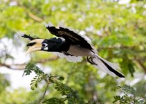 “Exotic Pets 101: What You Need to Know Before Getting One!” “Exotic Pets 101: What You Need to Know Before Getting One!”