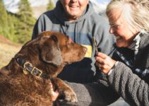 “Healthy Treats for Pets: Recipes Your Pet Will Love!”