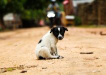 “The Truth About Pet Obesity: How to Help Your Pet Stay Fit!”