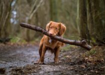 “Pet First Aid: Essential Skills Every Owner Should Have!”