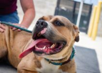 “Choosing the Right Pet: Factors to Consider Before Adoption!” “Choosing the Right Pet: Factors to Consider Before Adoption!”