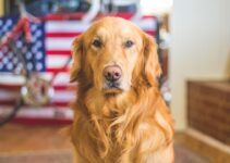 “Pet Etiquette: Tips for Well-Behaved Pets!” “Pet Etiquette: Tips for Well-Behaved Pets!”