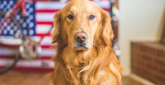 Photo Well-behaved dog
