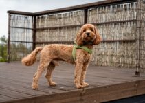 “Pet Socialization: Why It’s Important for Your Pet’s Well-Being!” “Pet Socialization: Why It’s Important for Your Pet’s Well-Being!”