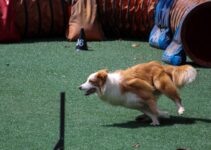 “Pet Behavior Problems: Common Issues and Solutions!” “Pet Behavior Problems: Common Issues and Solutions!”