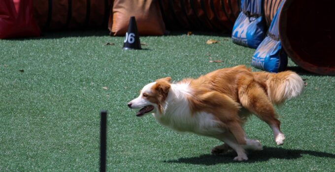 Photo Dog training