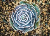 The Hidden Connections Between Mathematics and Nature