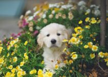The Allure of Alaskan Klee Kai: Small, Stunning, and Spirited
